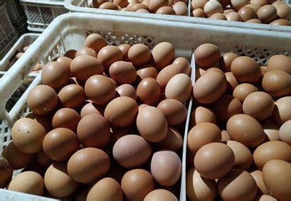 稳产保供支援成都防疫 这家企业每天生产鸡蛋近60吨 - 知乎