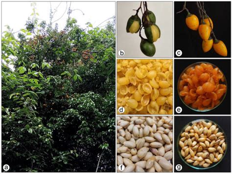 Evaluation of the Nutritional, Phytochemical, and Antioxidant Potential ...