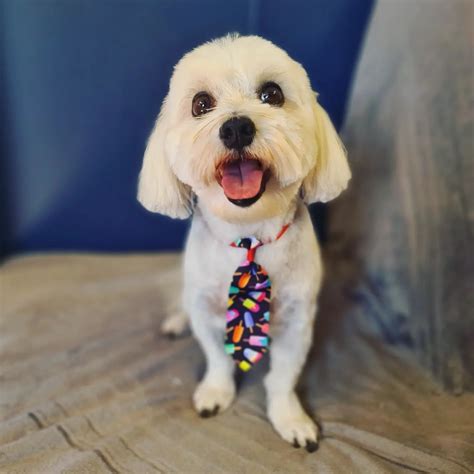 Grooming — The Salty Dog Grooming and Daycare - Boyne Island QLD