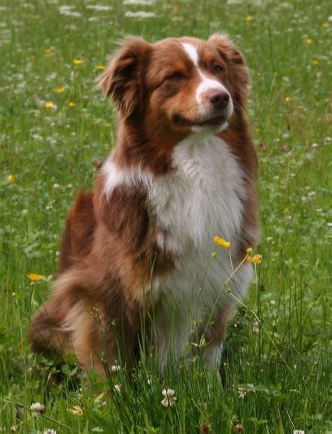 Süsse Australian Shepherd Welpen in NRW | Tiere | Kleinanzeigen