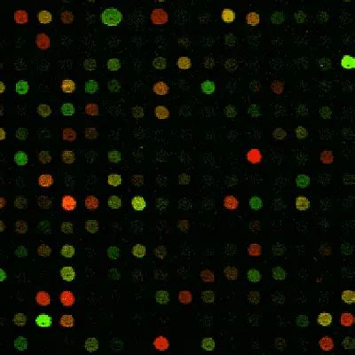 Microarray Data 的图像结果