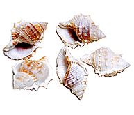 S B Enterprise >> Manufacturer Wholesaler Exporter :: Sea Shells
