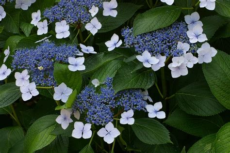 Flowers Endemic To Japan