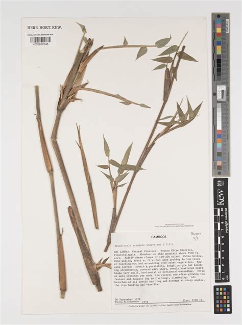 Kuruna scandens (Soderstr. & R.P.Ellis) Attigala, Kaththr. & L.G.Clark ...