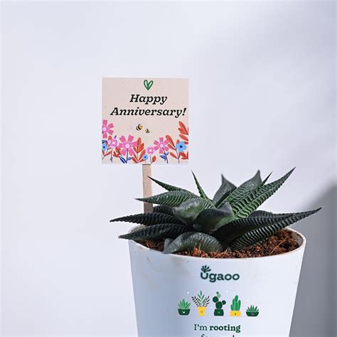 Aloe Vera Star Anniversary Gift Hamper – Ugaoo