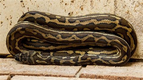 Image result for Carpet Python Information