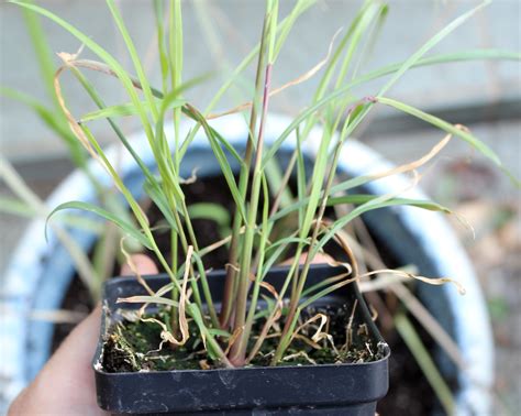 How to Grow Lemongrass Indoors or Outside