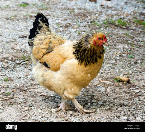 Wyandotte Buff Columbian chicken Stock Photo - Alamy