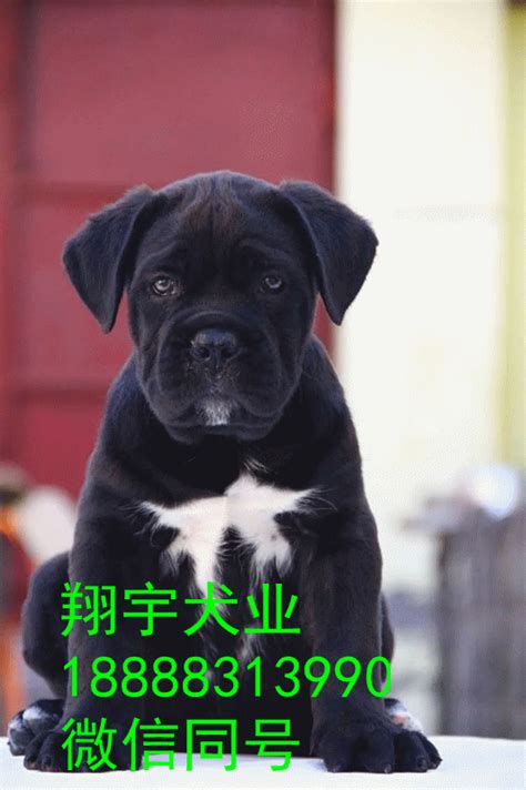 萨莫耶德犬（或比基尔犬）的有趣小狗素材-高清图片-摄影照片-寻图免费打包下载