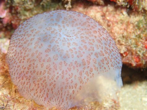 Pelagia noctiluca – Ficha de la especie, características y distribución