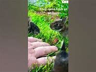 Image result for Baby Bunnies in a Yard