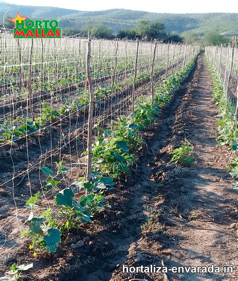 La Hortaliza Envarada ¿Qué es