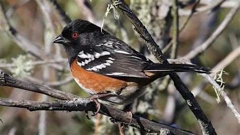 Introduction to Birding: How to Identify Common Backyard Birds, March ...