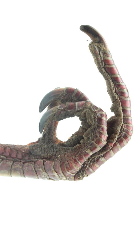 Turkey Foot Giving the Finger at 1stDibs | turkey finger, turkey giving ...