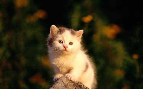 Cute Cats Wallpapers - Wallpaper Cave