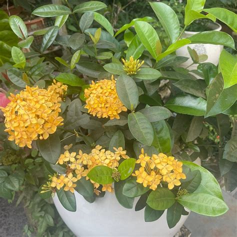 JOHN'S HIGHLAND COMFORT (Majorda, Goa) - Guesthouse Reviews, Photos ...