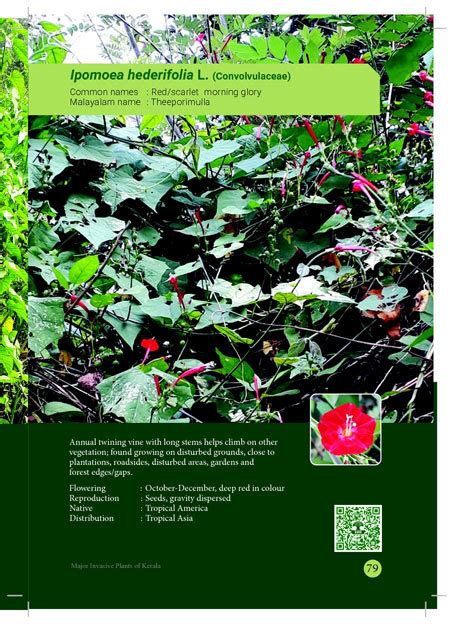 Invasive Plants Kerala