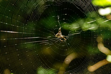 How To Prevent Spiders From Entering Your Home | Natural Science Exterminating