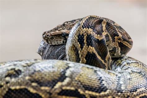 Image result for Python Snake Diet