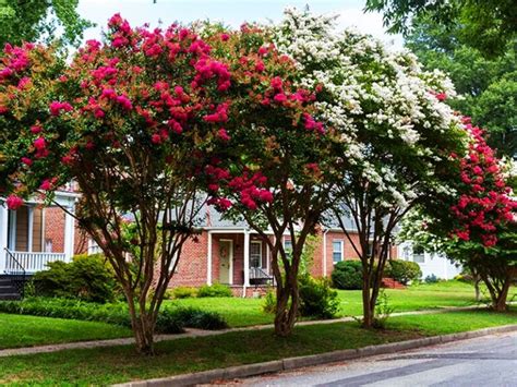 Image result for Pruning Crape Myrtle Tree