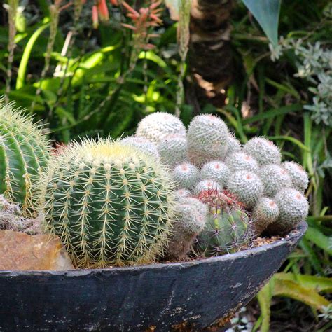 Designing an Outdoor Cactus Container | Green Things Nursery Green ...
