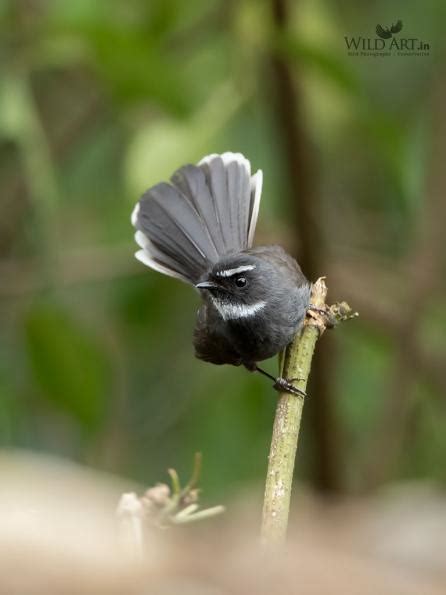 Gallery | WildArt | Birds of Indian SubContinent