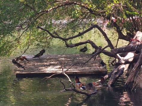 ZooLex Image - Floating island