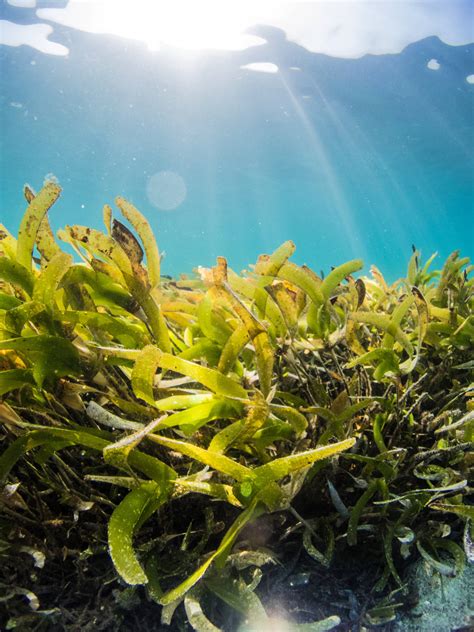 Download Leafy Seaweed Underwater Plant Close Up Wallpaper | Wallpapers.com