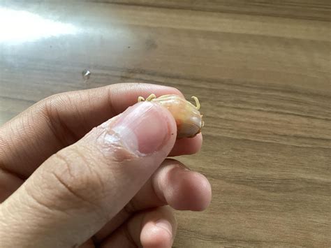 Image result for Is Mussel Is Bad When Is Open