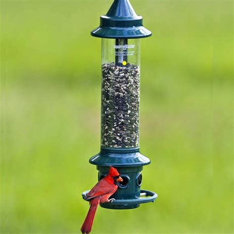5 Best Cardinal Bird Feeders Worth the Money (2022) | World Birds