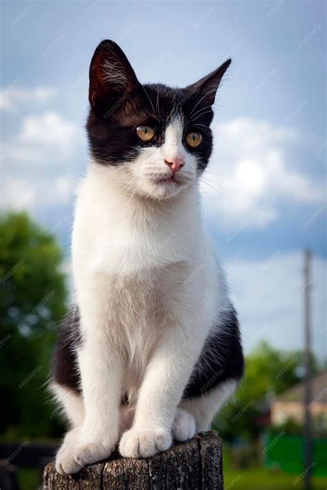 Gato de campo blanco con manchas negras. De cerca. | Foto Premium