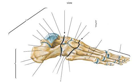 Image result for Toe Lateral View