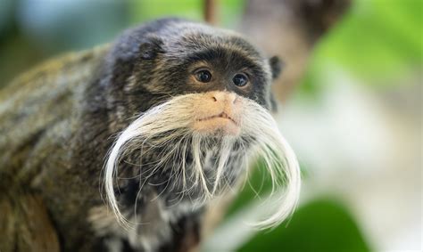 Definitive Guide To Bearded Emperor Tamarin Facts, Habitat ...