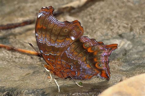 Rhinopalpa polynice birmana | Butterfly