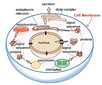 Cell Structure and Function 的图像结果