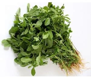 SHOP 360 GARDEN Arai Keerai / Amaranthus dubius / Thotakura / Koyagura ...