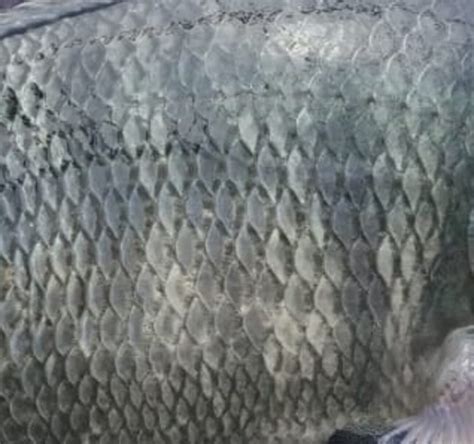 Skin it to win it: tilapia project scoops €500,000 prize | The Fish Site
