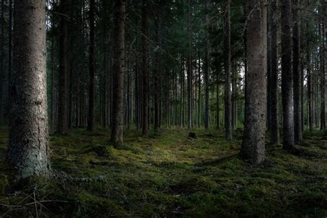 Фотографии на тему «Леса» — скачивайте бесплатные изображения высокого ...