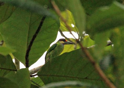 Gold-whiskered Barbet (Gold-faced) - eBird