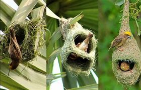 Image result for Amazing Animal Nests