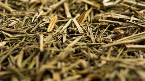 Chirata Benefits: डायबिटीज समेत कई समस्याओं का रामबाण इलाज है चिरायता ...