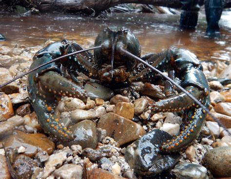 Tasmanian Giant Crayfish