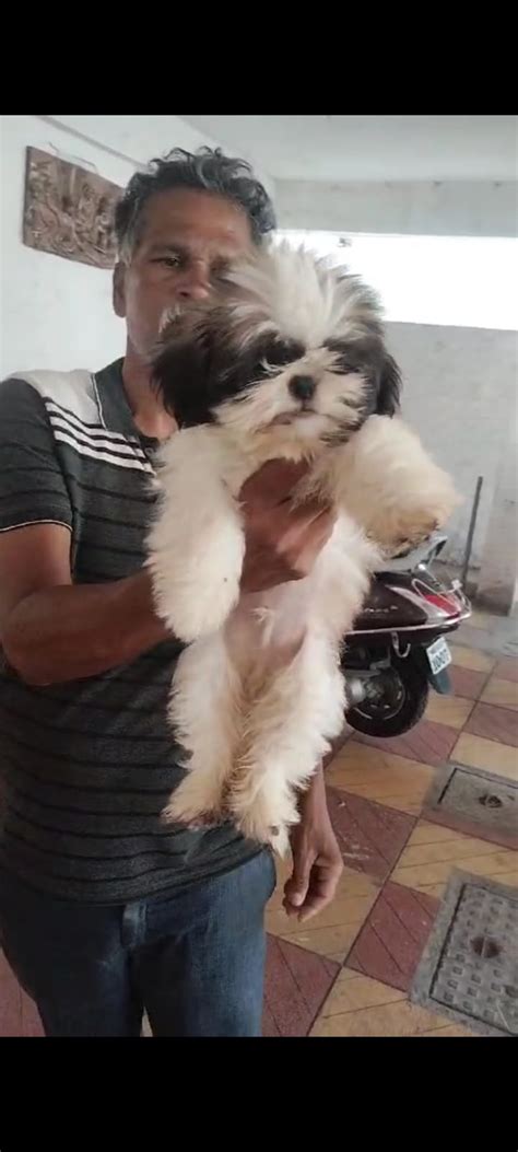 Lhasa Apso puppy From Hyderabad for sale – Dog Breeders Kolkata