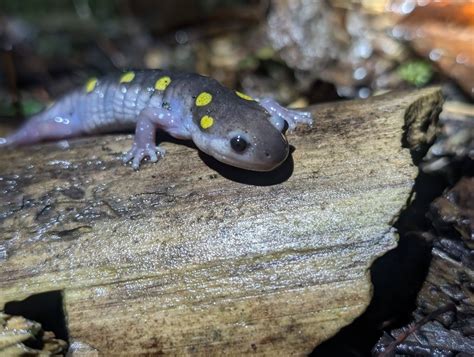 Community Nature Walk 2025 - Amazing Amphibians!, College Park ...