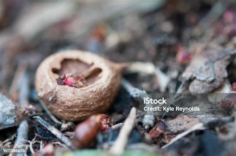 Nut On Broken Computer 的图像结果