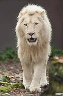 Image result for Extremely Rare Albino Animals