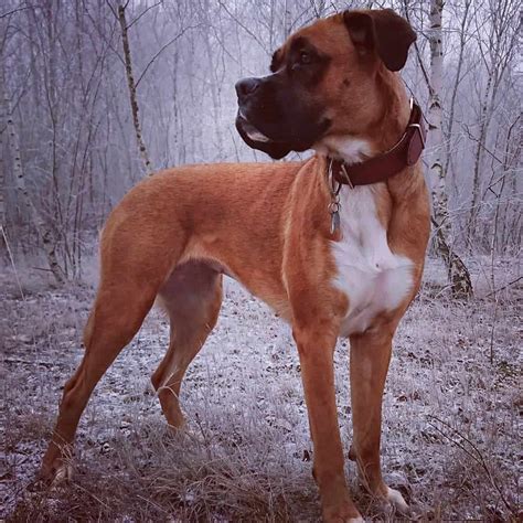 Cane Corso Boxer Mix Puppies