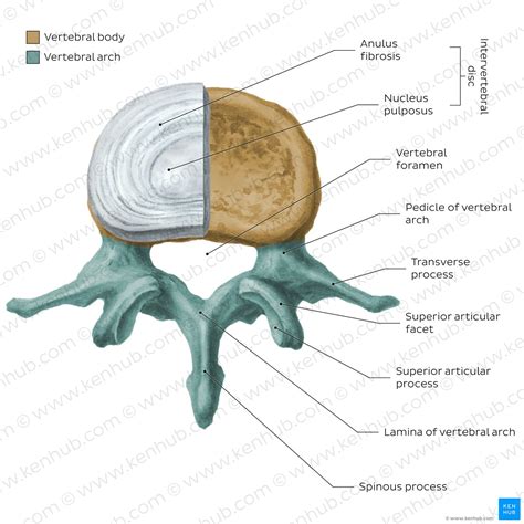 Anatomy Of Vertebrae
