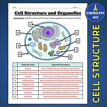 Cell Structure Worksheet PDF 的图像结果
