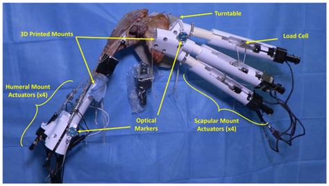 Development of a Cadaveric Shoulder Motion Simulator with Open-Loop ...